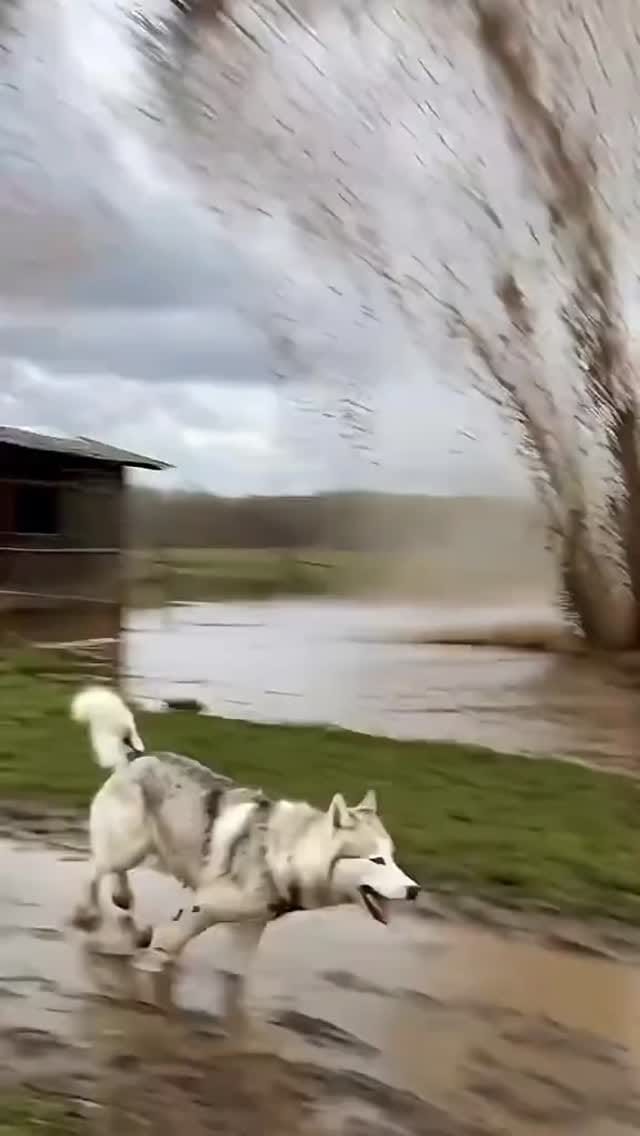Post 6 by DOGS 🐶🐕🐩 on Instagram (video)