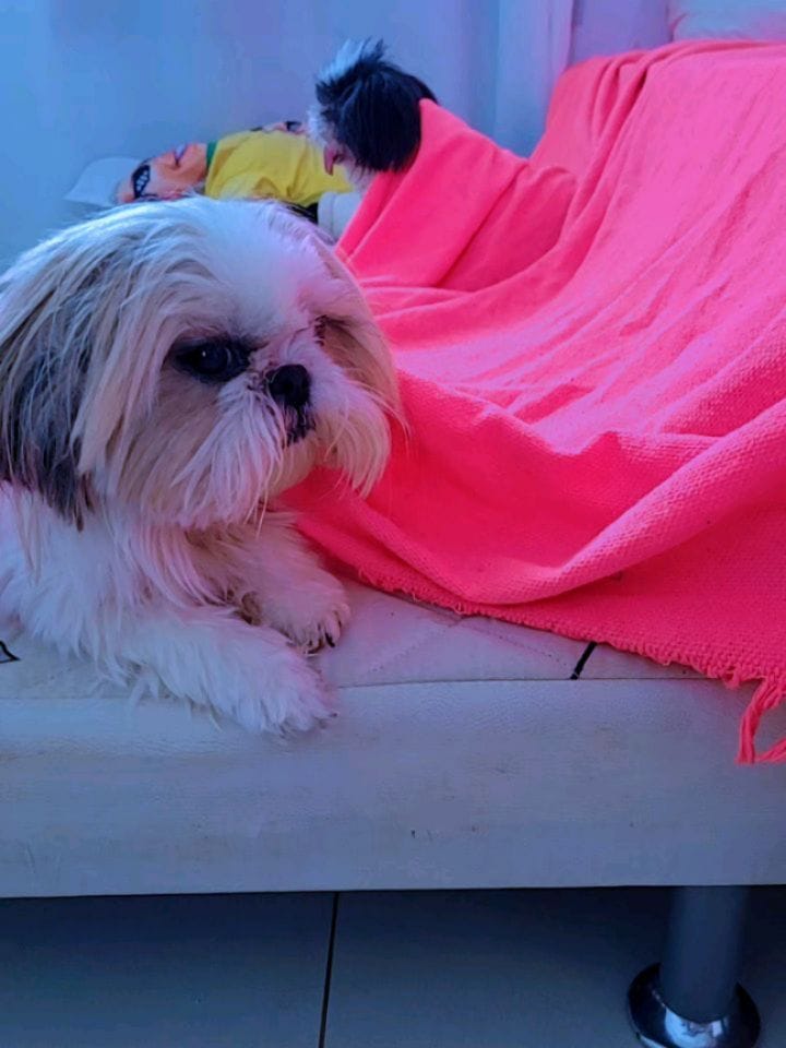 Post 9 by DOGS 🐶🐕🐩 on Instagram (carousel)