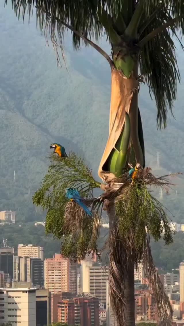 Post 2 by DOGS 🐶🐕🐩 on Instagram (video)