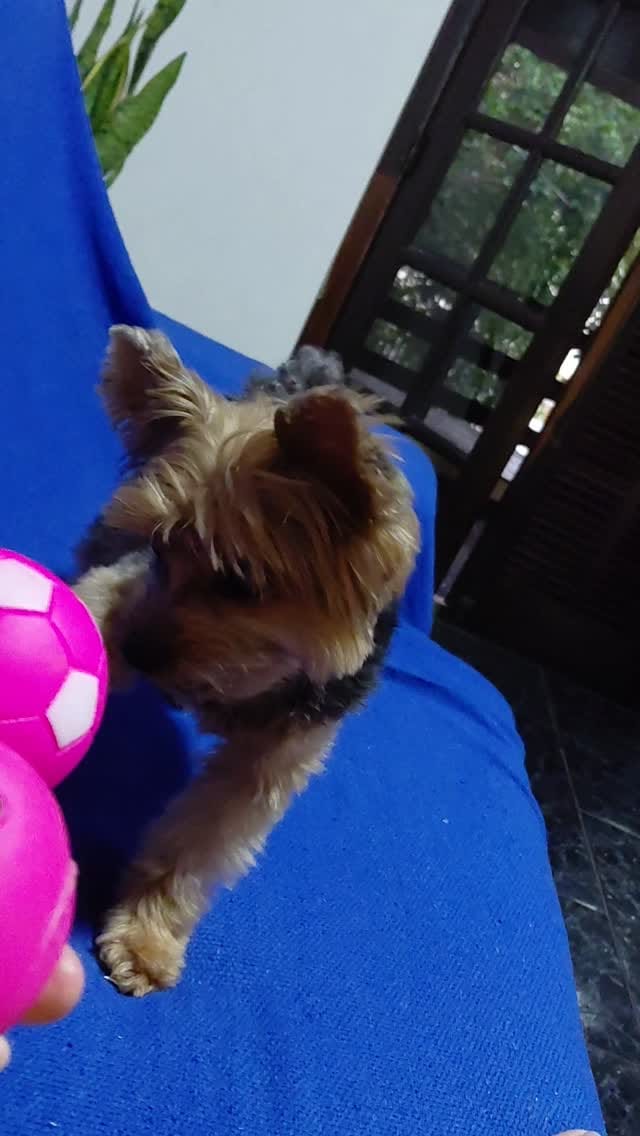 Post 2 by Jade Trindade on Instagram (video)