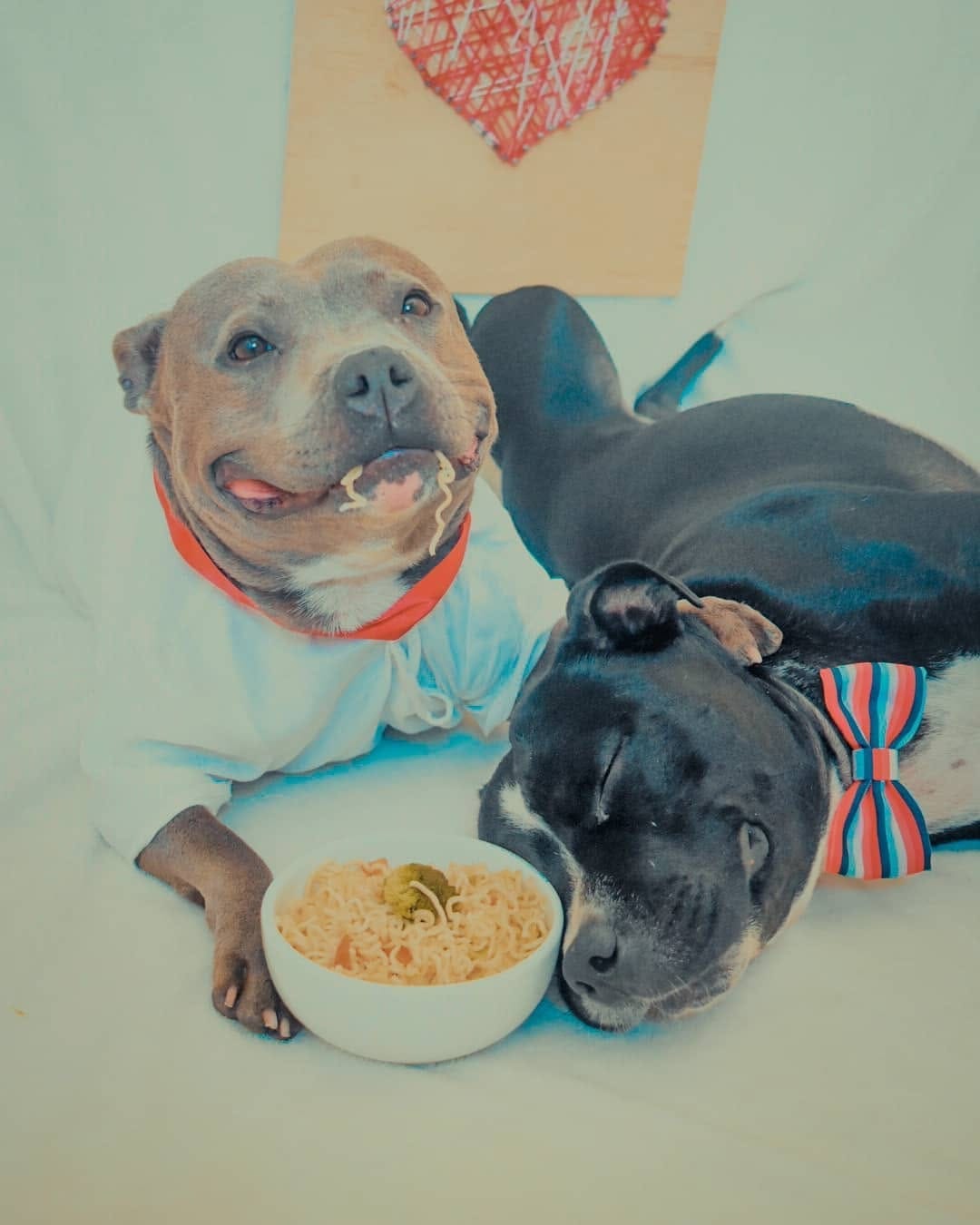 Post 6 by Fred&Frida Staffbull on Instagram (carousel)