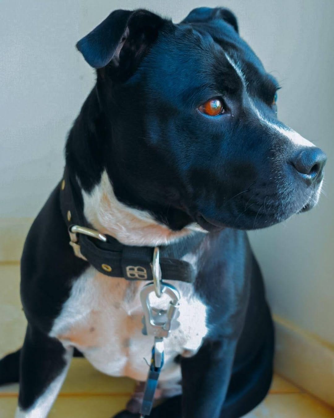 Post 9 by Fred&Frida Staffbull on Instagram (image)