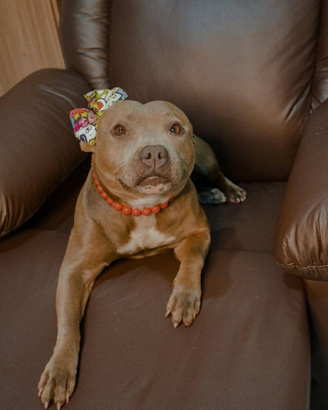 Post 8 by Fred&Frida Staffbull on Instagram (image)