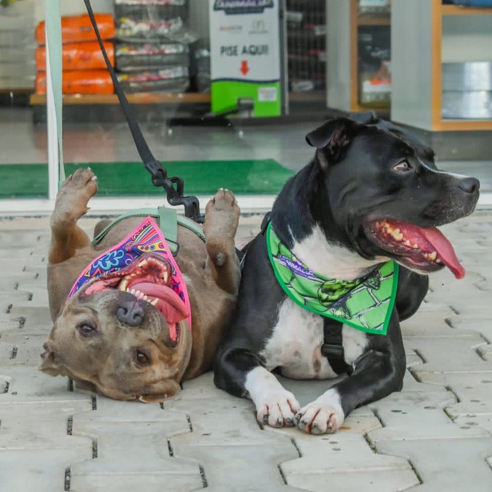 Post 5 by Fred&Frida Staffbull on Instagram (image)