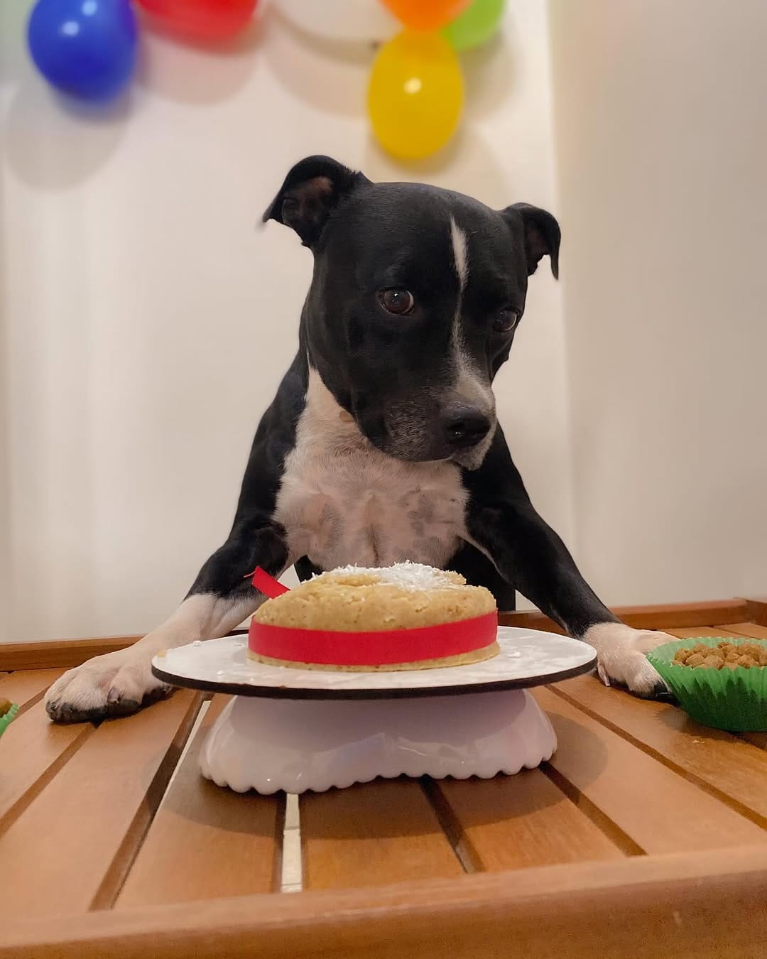 Post 2 by Fred&Frida Staffbull on Instagram (image)