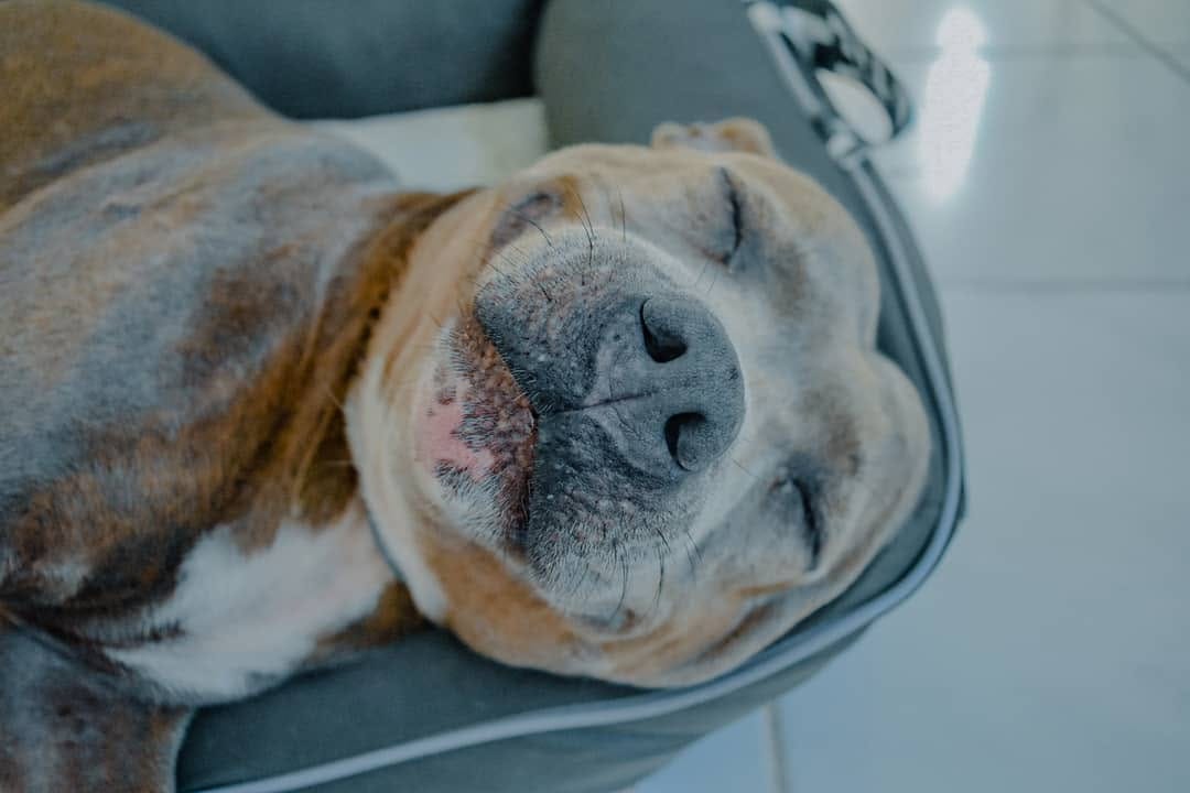 Post 7 by Fred&Frida Staffbull on Instagram (image)
