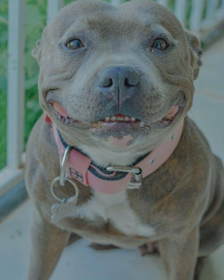 Post 10 by Fred&Frida Staffbull on Instagram (image)