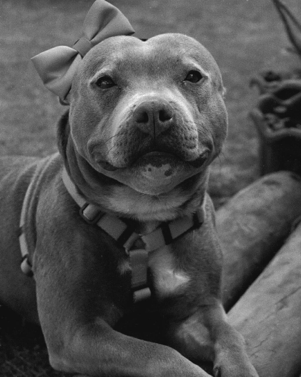 Post 1 by Fred&Frida Staffbull on Instagram (carousel)