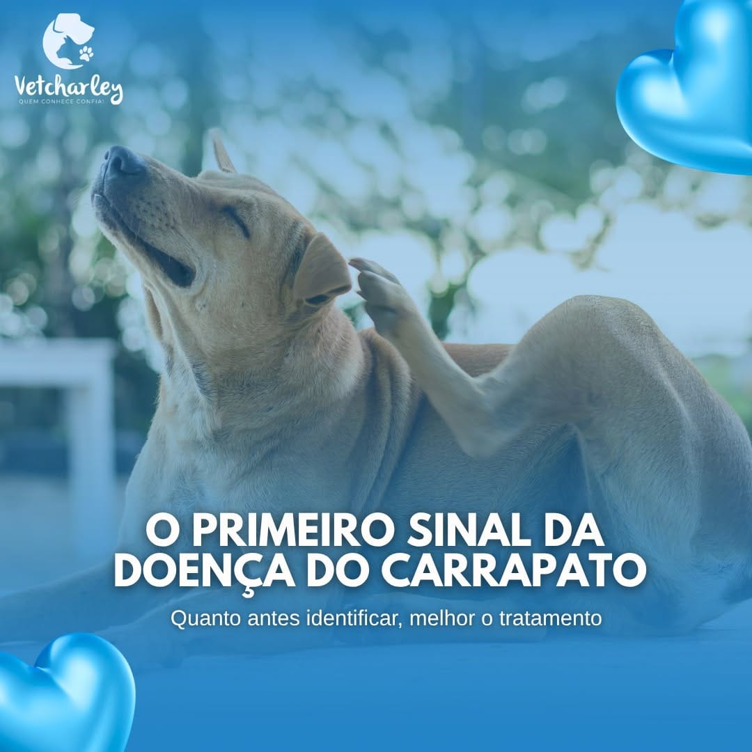 Post 4 by Charley Leandro | Médico Veterinário - Maceió on Instagram (carousel)