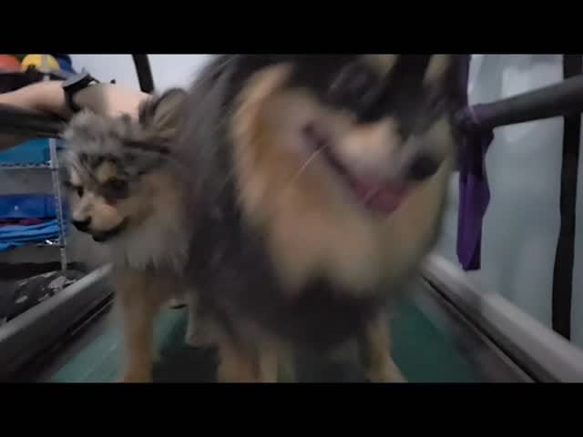Post 3 by Zenvet Reabilitação Animal on Instagram (video)
