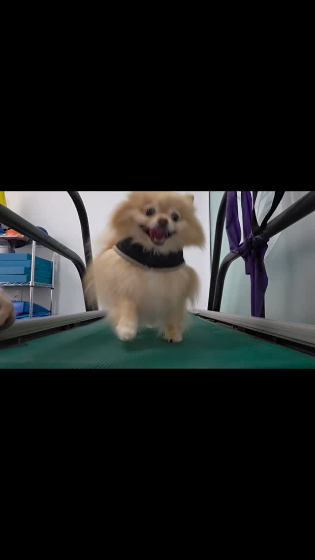 Post 7 by Zenvet Reabilitação Animal on Instagram (video)
