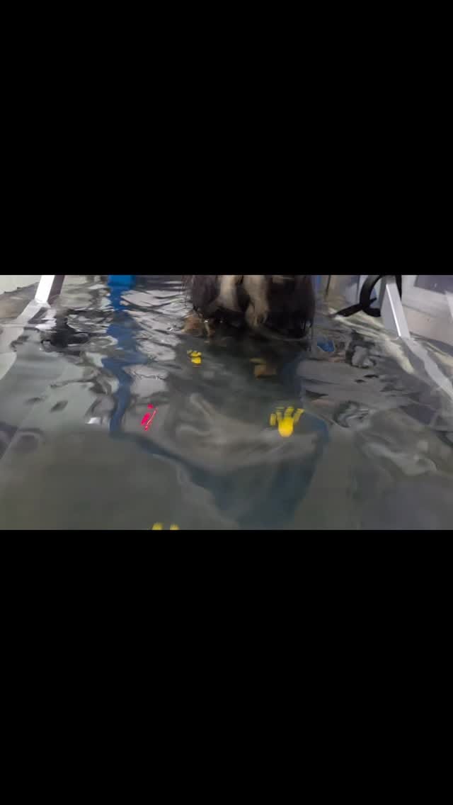 Post 8 by Zenvet Reabilitação Animal on Instagram (video)