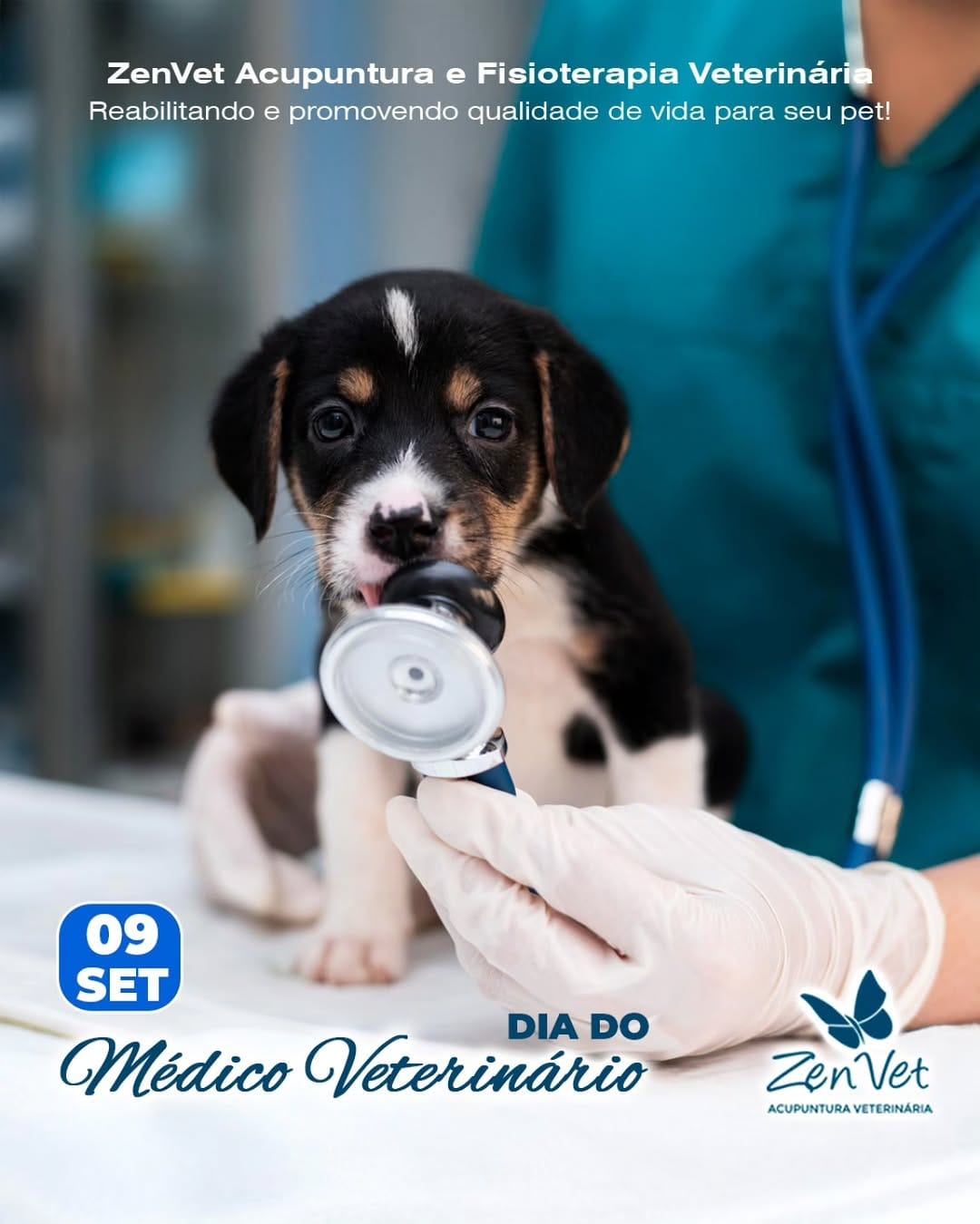 Post 6 by Zenvet Reabilitação Animal on Instagram (image)