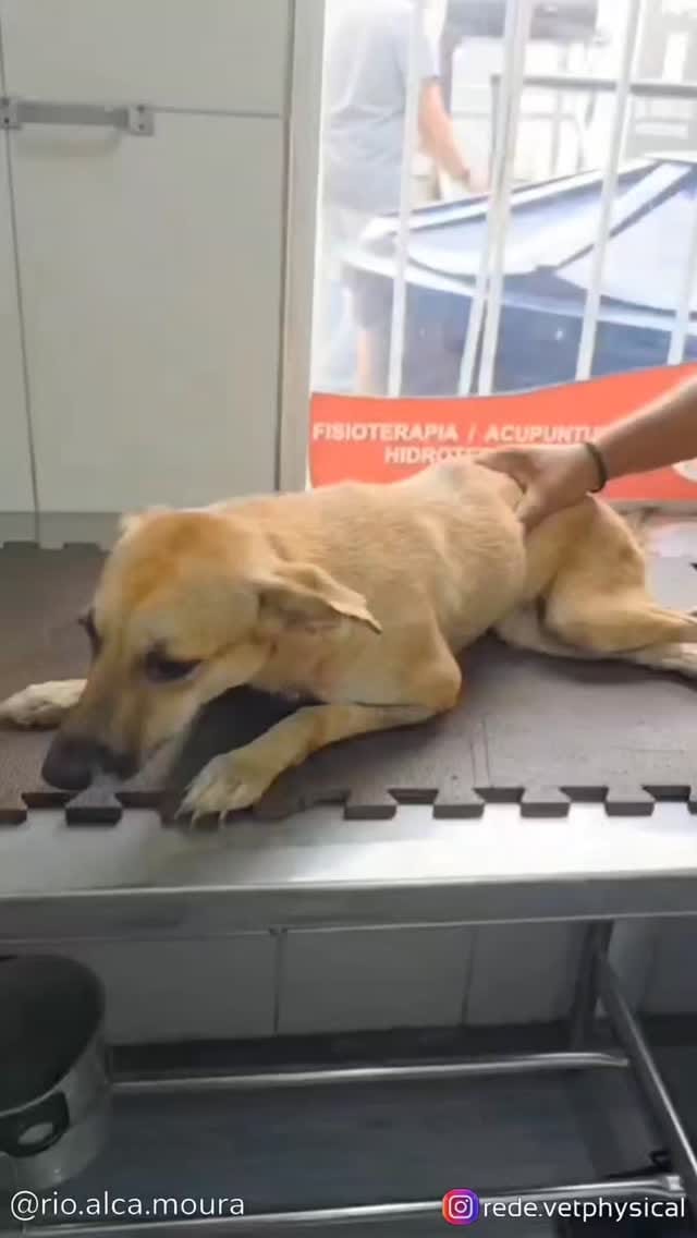 Post 2 by VET PHYSICAL on Instagram (video)
