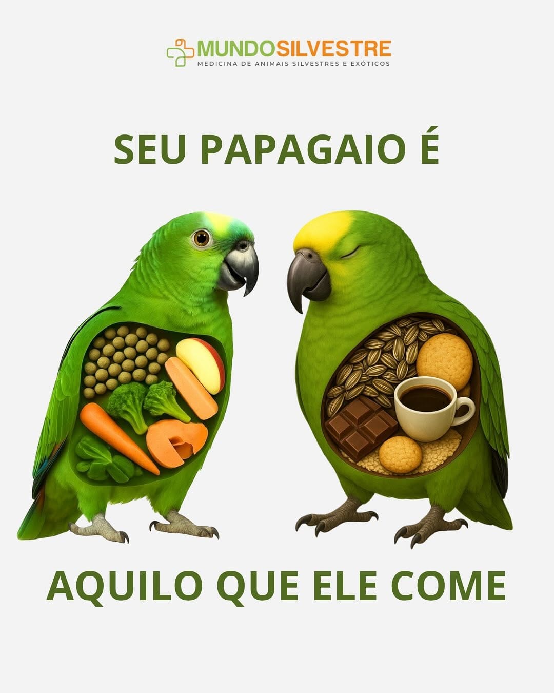 Post 8 by Mundo Silvestre on Instagram (carousel)