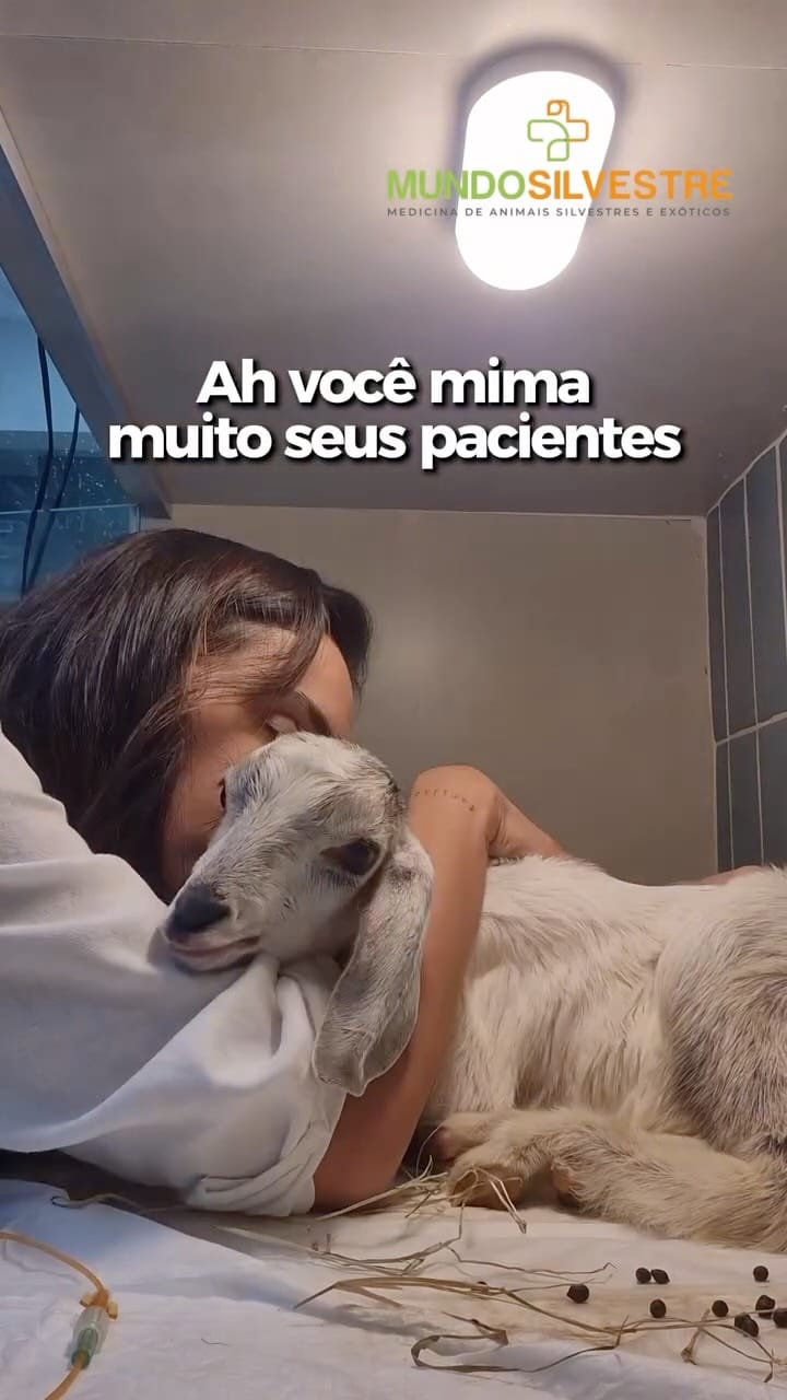 Post 2 by Mundo Silvestre on Instagram (video)