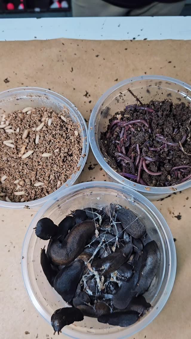 Post 4 by Nova Pesca Bauru on Instagram (video)