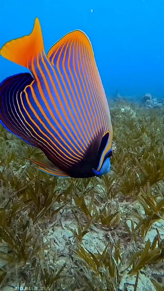 Post 9 by Aquario Show 🇧🇷  desde 2001 on Instagram (video)