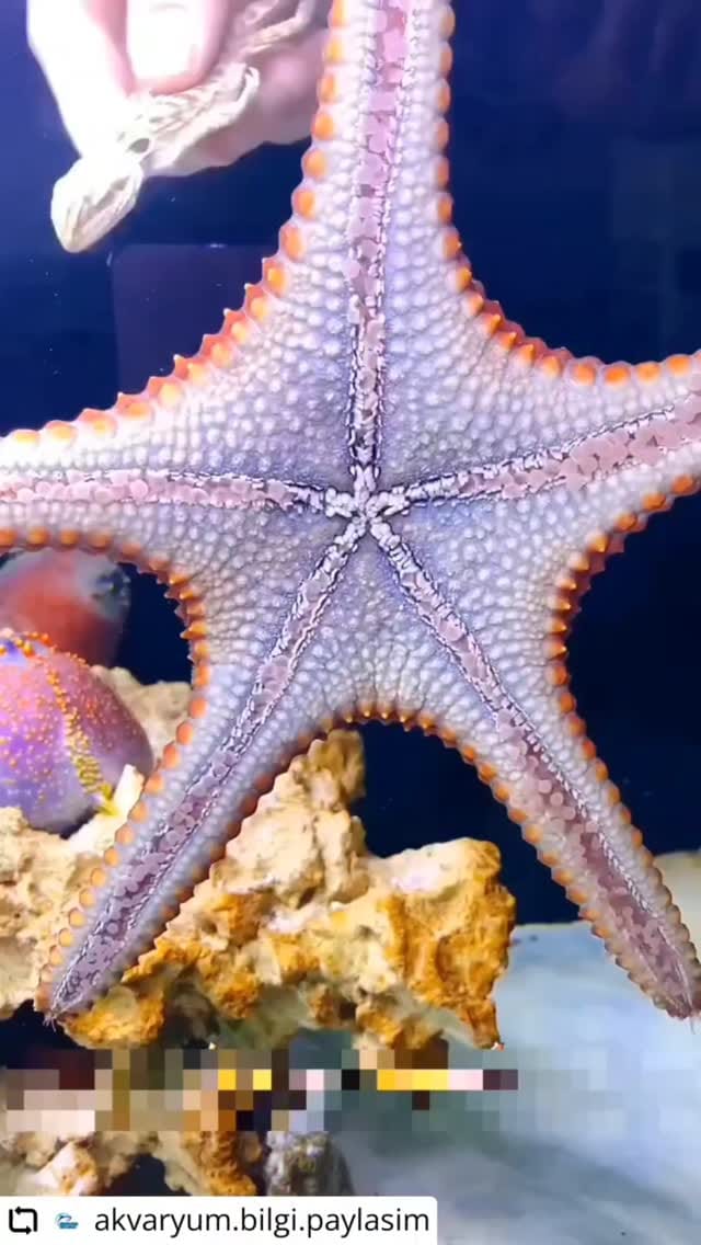 Post 8 by Aquario Show 🇧🇷  desde 2001 on Instagram (video)
