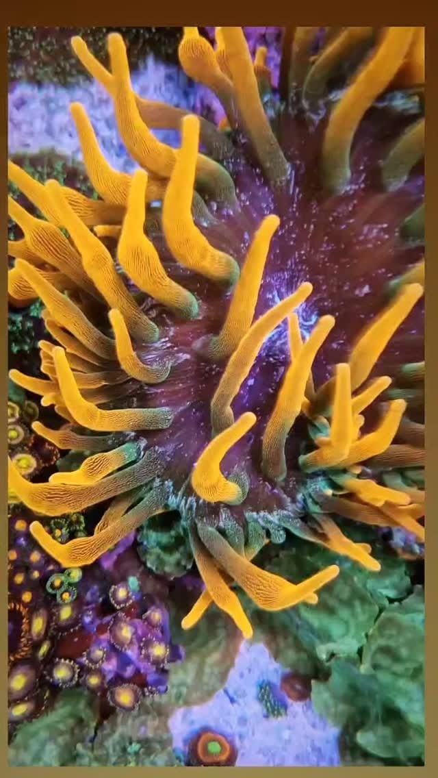 Post 6 by Aquario Show 🇧🇷  desde 2001 on Instagram (video)