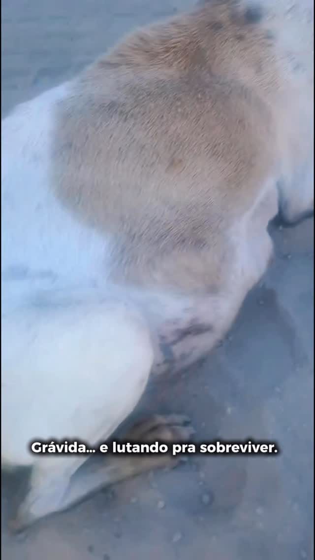 Post 2 by Casa Pet • abrigo de animais 🐾 on Instagram (video)