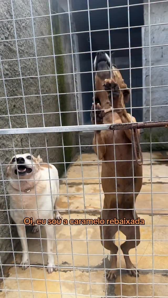 Post 9 by Casa Pet • abrigo de animais 🐾 on Instagram (video)