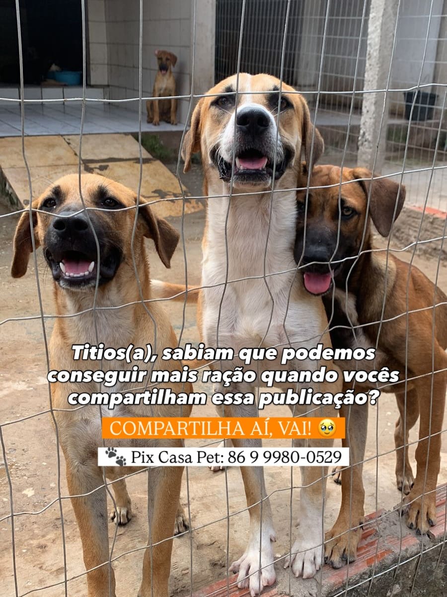 Post 10 by Casa Pet • abrigo de animais 🐾 on Instagram (carousel)