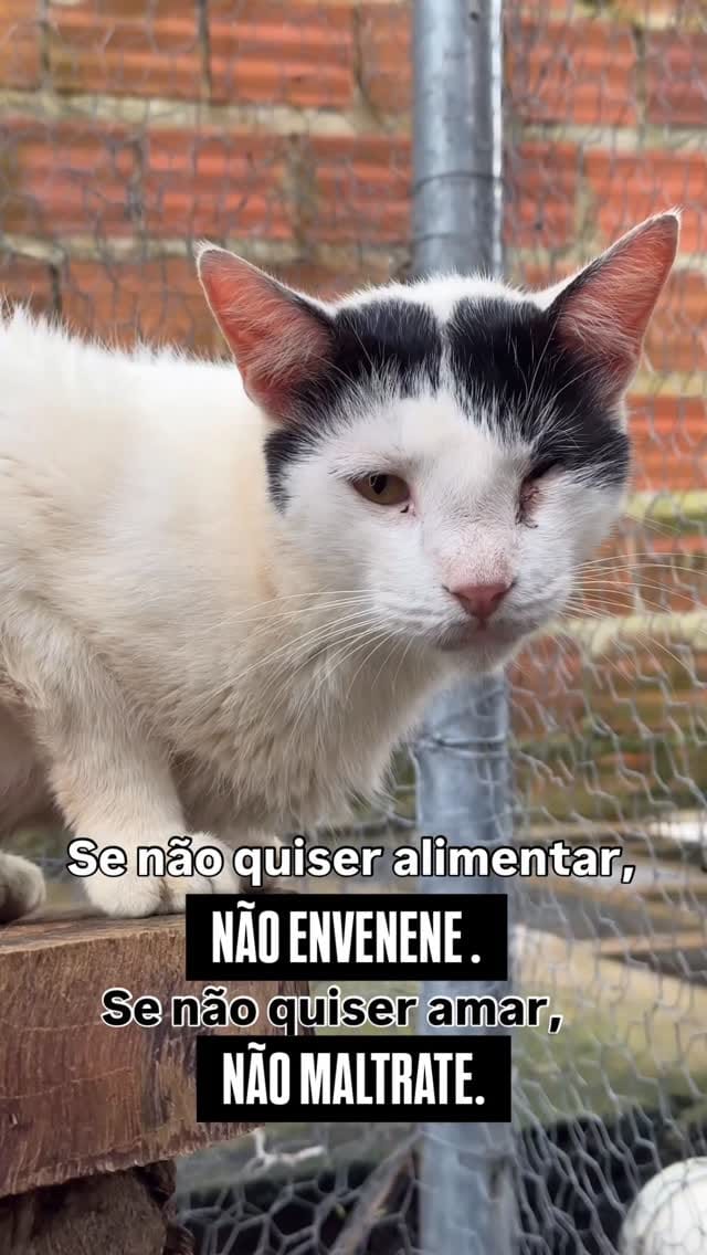 Post 5 by Casa Pet • abrigo de animais 🐾 on Instagram (video)