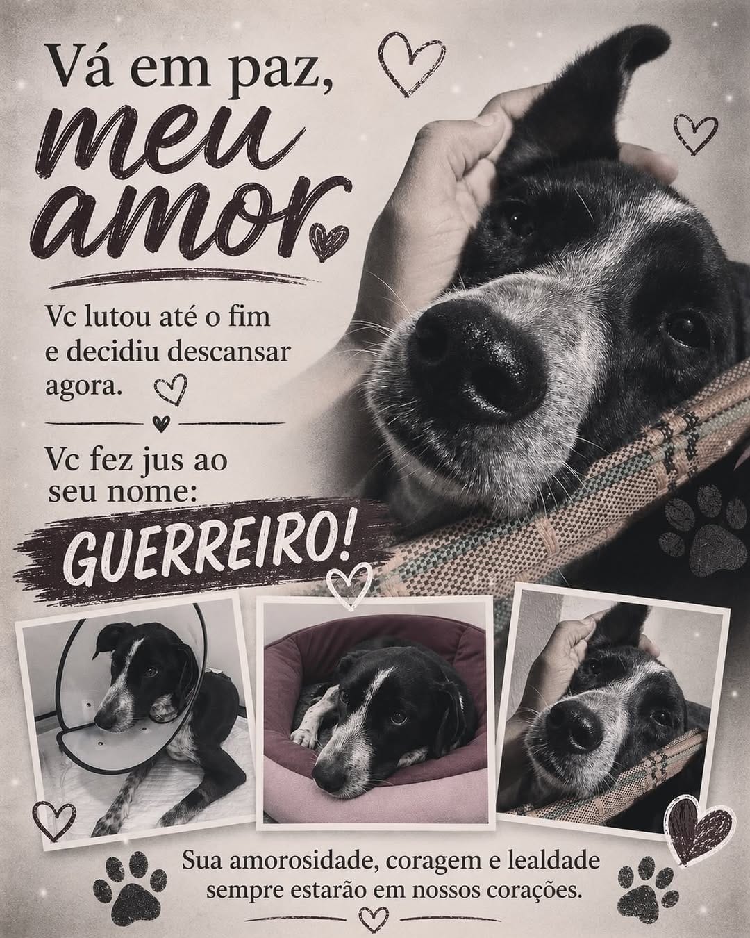 Post 8 by Casa Pet • abrigo de animais 🐾 on Instagram (image)