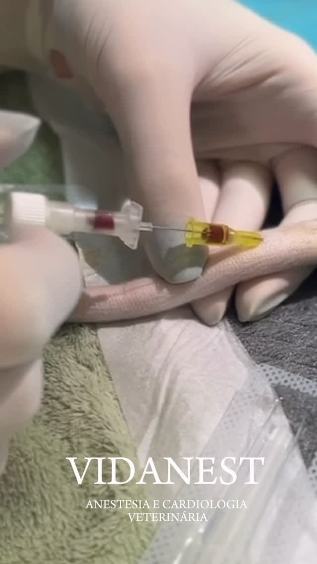 Post 1 by VIDANEST | Anestesia e Cardiologia Veterinária on Instagram (video)