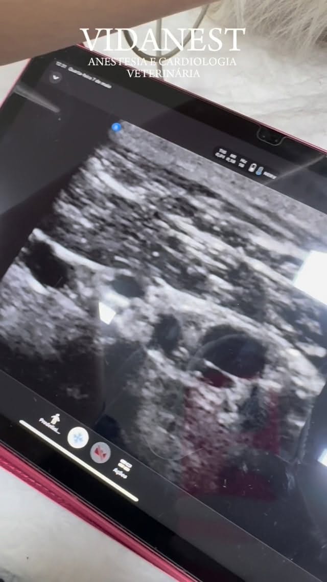 Post 8 by VIDANEST | Anestesia e Cardiologia Veterinária on Instagram (video)