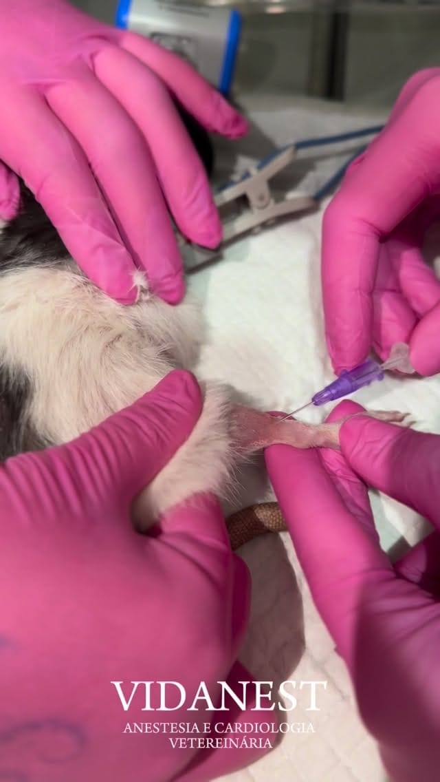 Post 9 by VIDANEST | Anestesia e Cardiologia Veterinária on Instagram (video)