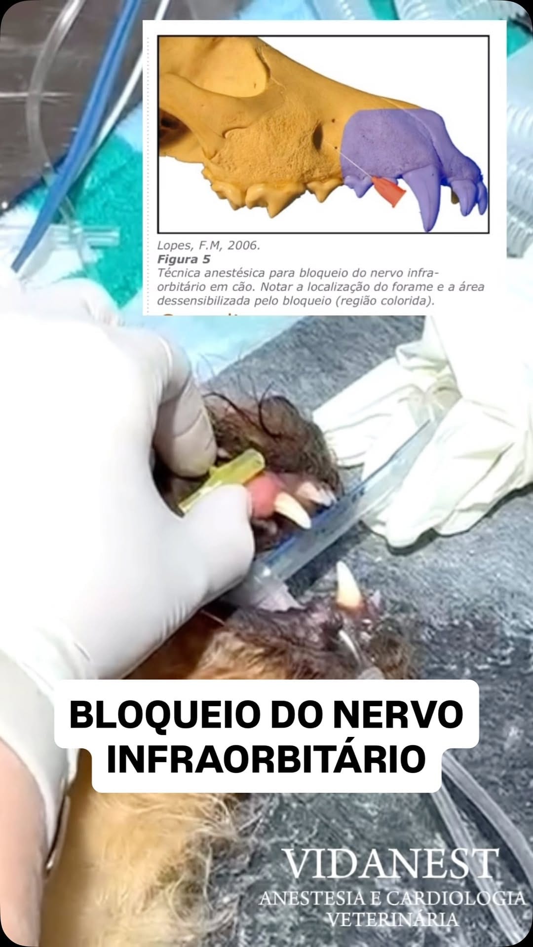 Post 4 by VIDANEST | Anestesia e Cardiologia Veterinária on Instagram (video)