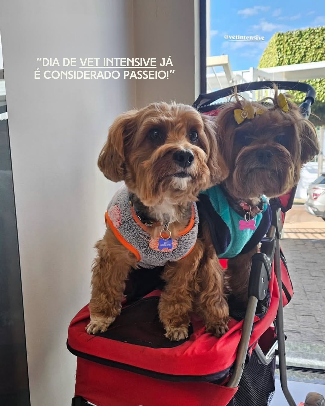Post 9 by Vet Intensive on Instagram (carousel)