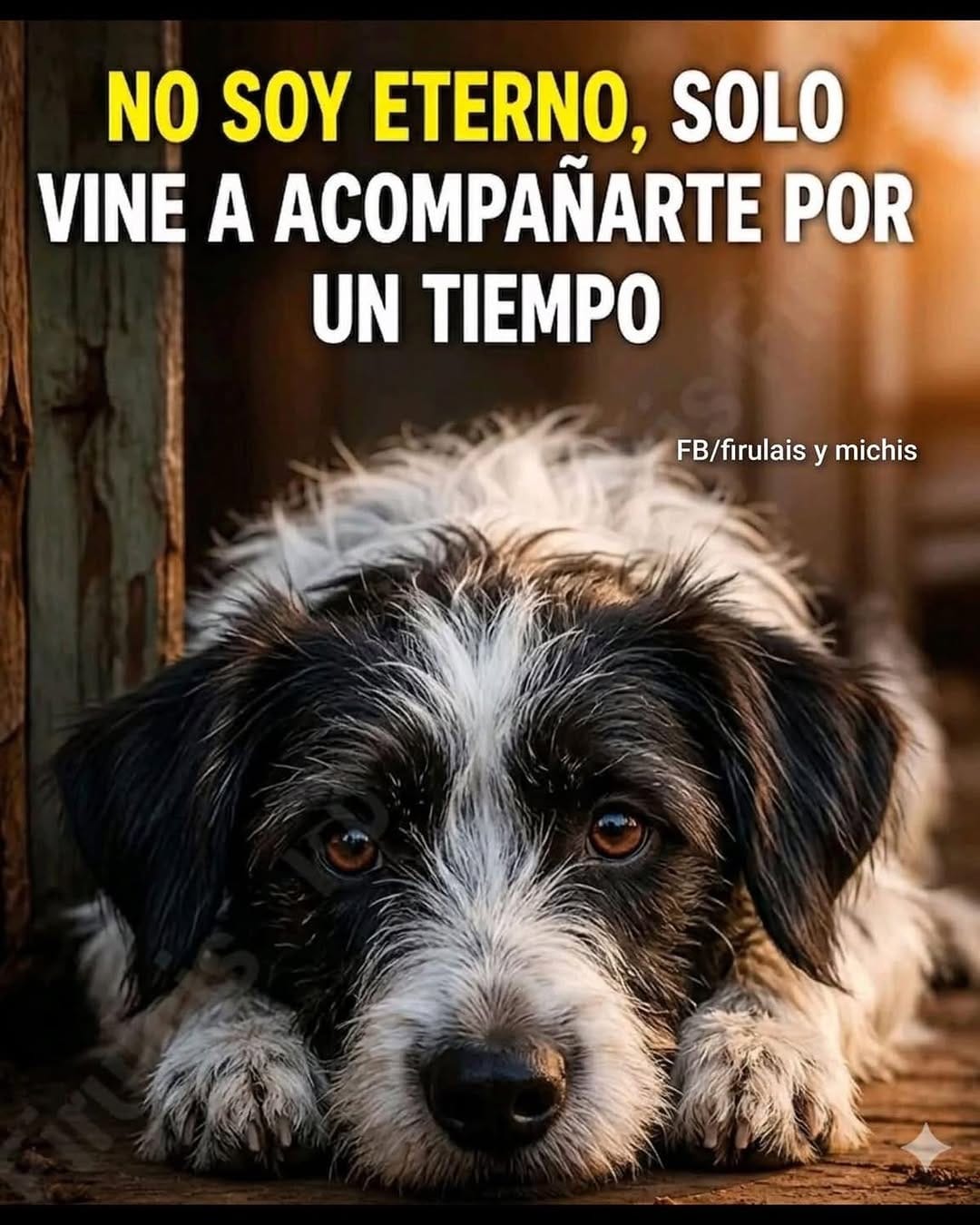 Post 1 by Fundación Huellitas de El Salvador on Instagram (image)
