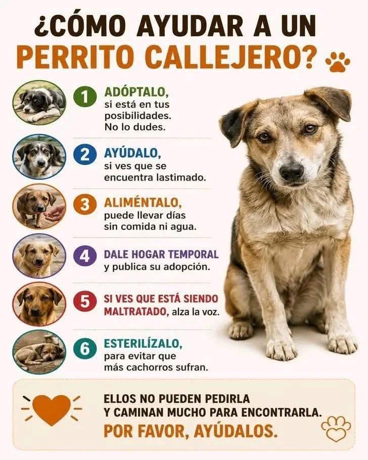 Post 7 by Fundación Huellitas de El Salvador on Instagram (image)
