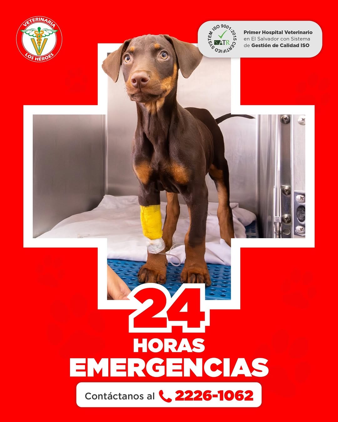 Post 2 by Veterinaria Los Héroes on Instagram (image)
