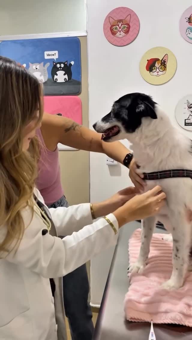 Post 2 by ALFA CLÍNICA VETERINÁRIA on Instagram (video)