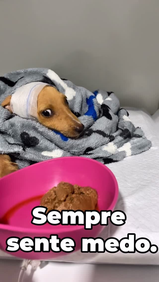 Post 3 by ALFA CLÍNICA VETERINÁRIA on Instagram (video)