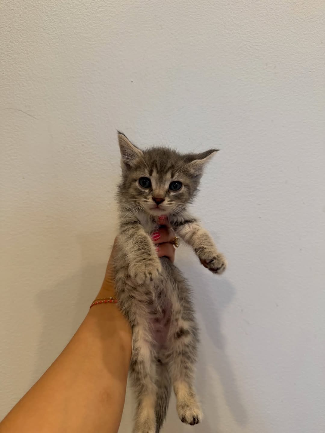 Post 10 by Your Local Fur Mama on Instagram (carousel)