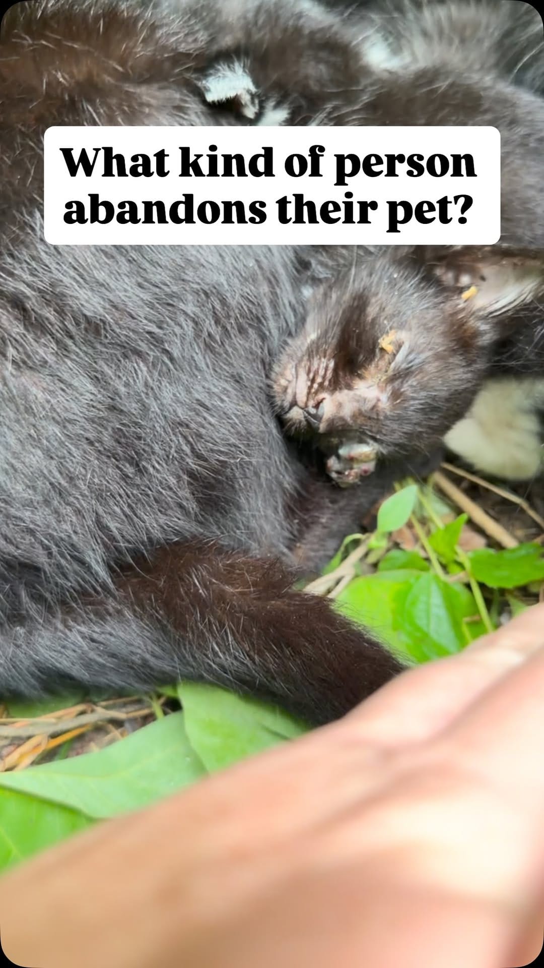 Post 6 by Your Local Fur Mama on Instagram (video)