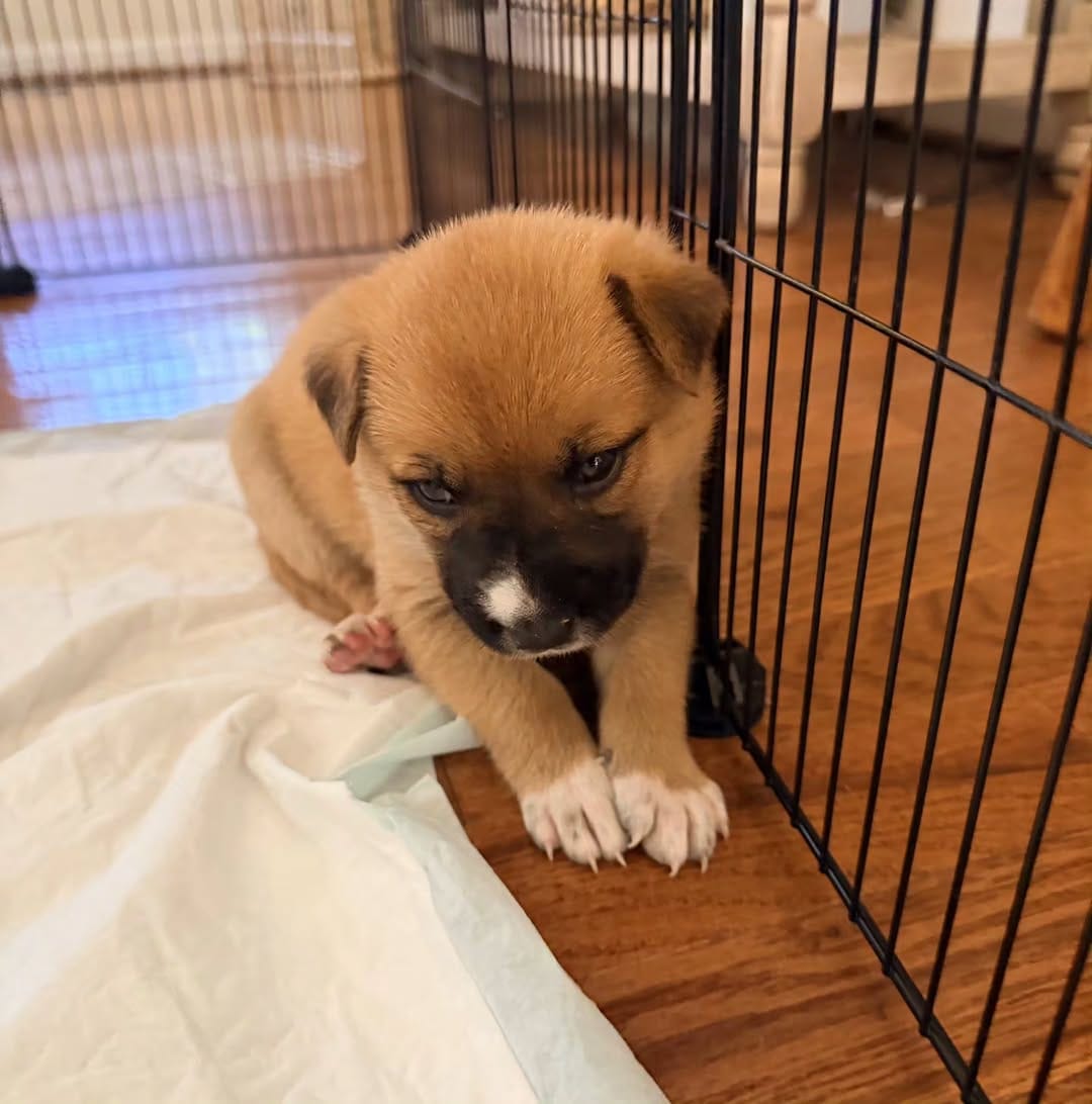 Post 4 by Your Local Fur Mama on Instagram (carousel)