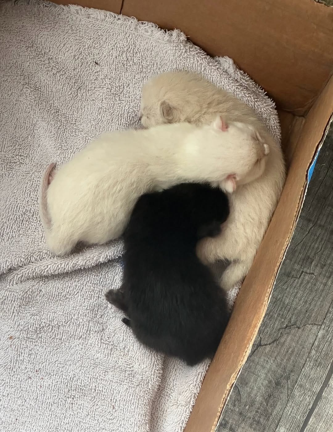 Post 2 by Your Local Fur Mama on Instagram (carousel)