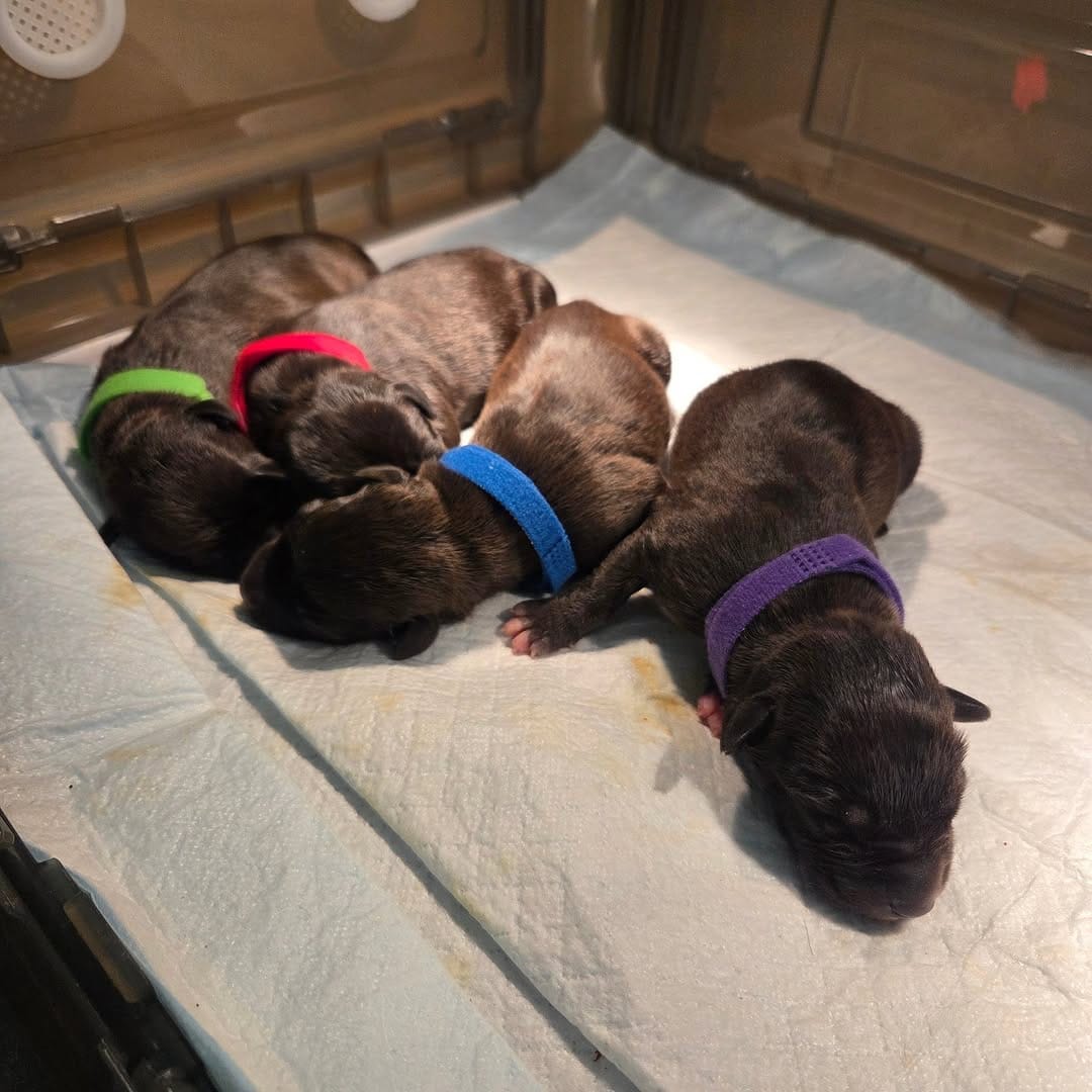 Post 1 by Your Local Fur Mama on Instagram (carousel)