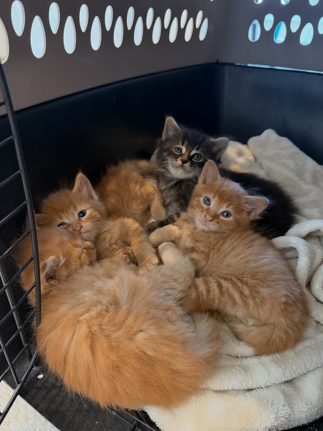 Post 8 by Your Local Fur Mama on Instagram (carousel)