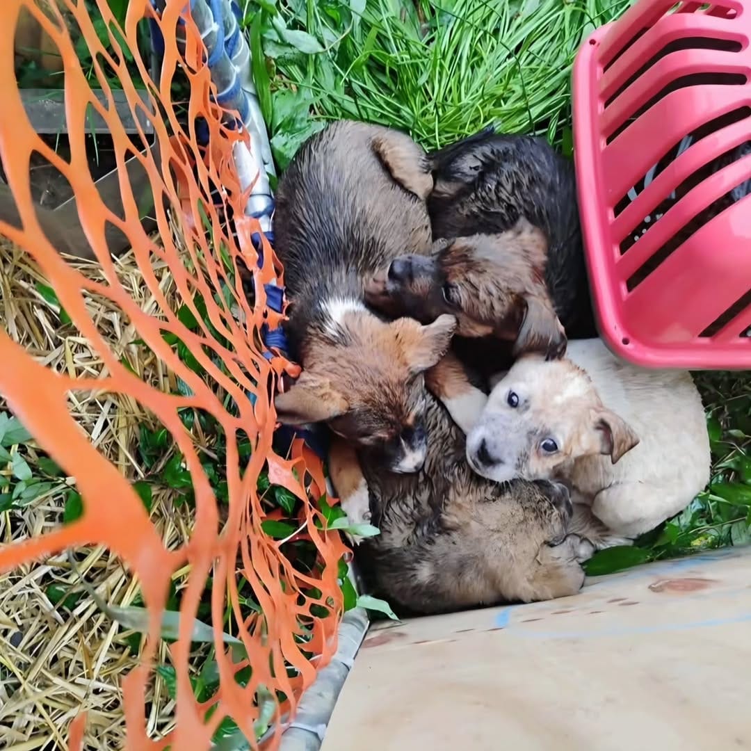Post 5 by Your Local Fur Mama on Instagram (carousel)