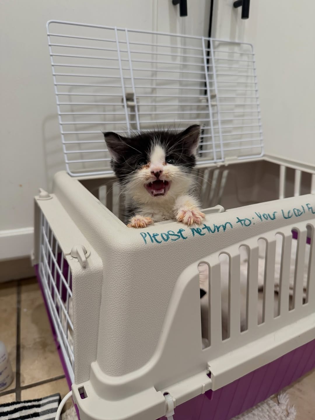 Post 7 by Your Local Fur Mama on Instagram (carousel)