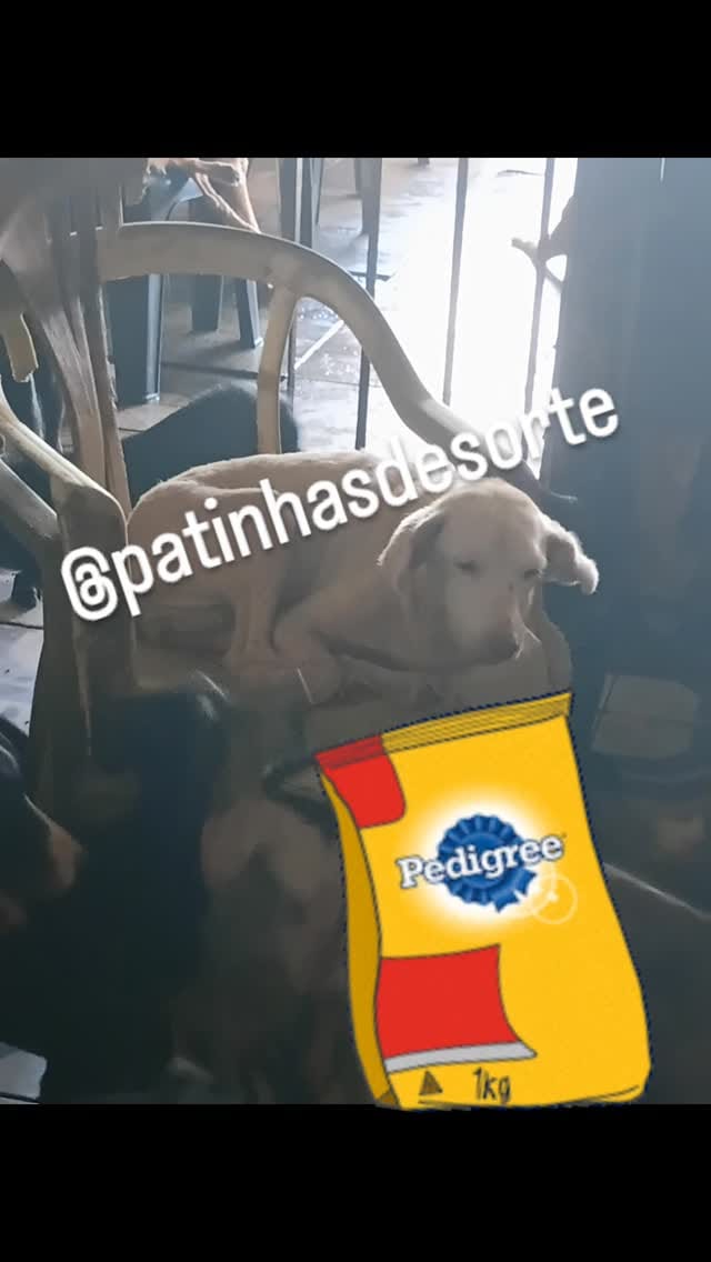 Post 7 by Patinhas De Sorte on Instagram (video)