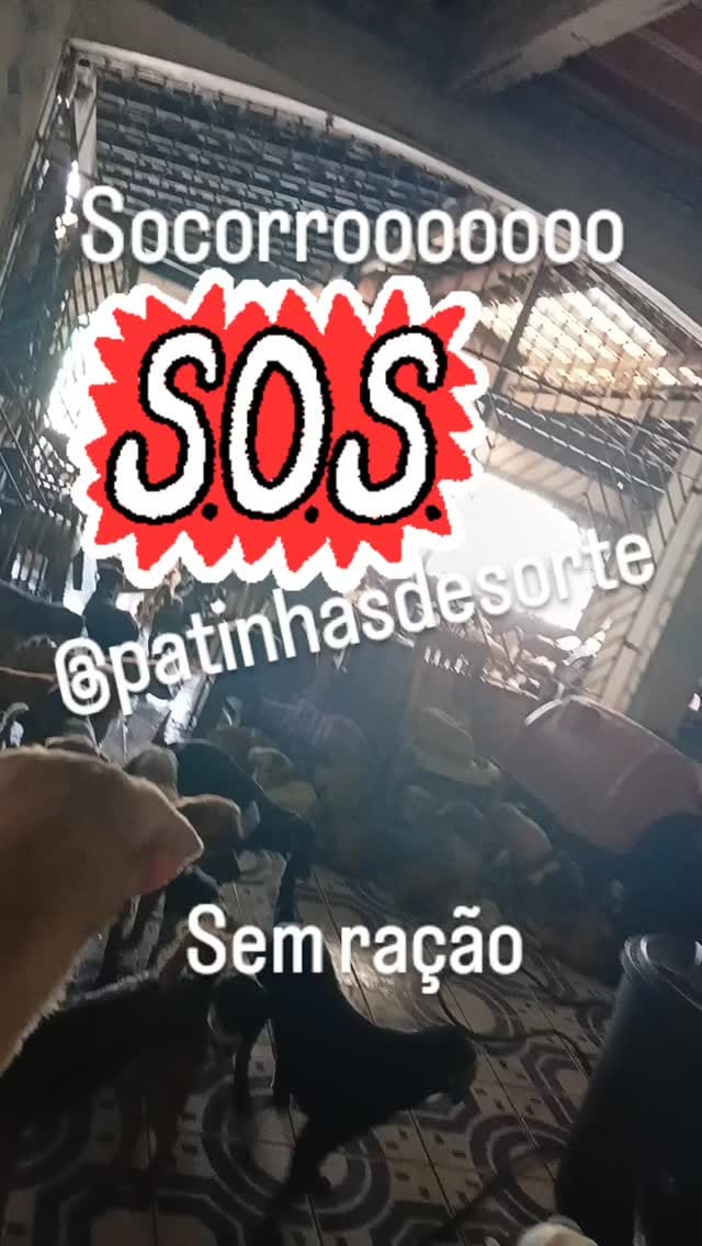 Post 5 by Patinhas De Sorte on Instagram (video)