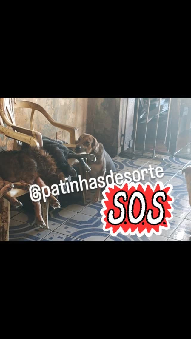 Post 4 by Patinhas De Sorte on Instagram (video)